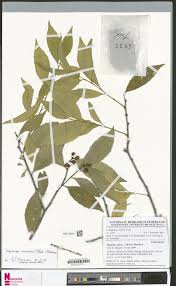 Image result for Maytenus undata