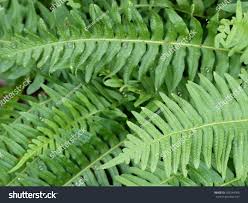 Image result for Polypodiaceae