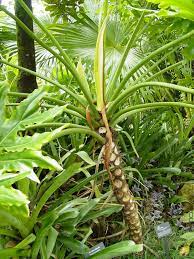 Philodendron Selloum Giant Phil Large 6 Pot In 2020 Philodendron Plant Philodendron Plants