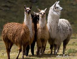 Llama - Birds of Southern Peru - Bird images from foreign trips ...
