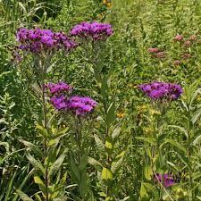 Image result for Vernonia natalensis