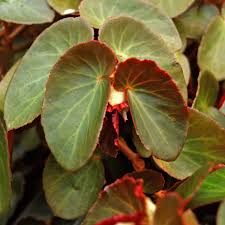 Image result for Begonia potamophila