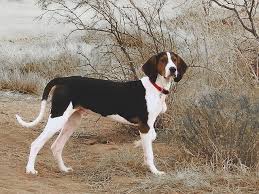 Search for bohemian wall decor with us. Canine Abc S Explore Tumblr Posts And Blogs Tumgir
