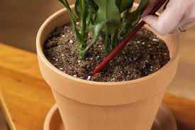Order best houseplant potting soil online at target. How To Water Houseplants Correctly