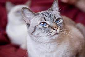 tajskaya koshka opisanie porody i haraktera osobennosti uhoda