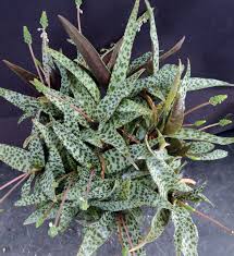 Image result for Ledebouria