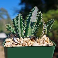 Image result for Huernia zebrina