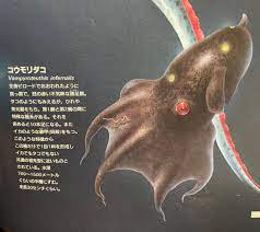 コウモリダコ 発光