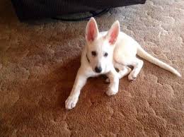 German shepherd dog (gsd) on instagram: Pure White Female German Shepherd Puppies For Sale In Jacksonville Florida Classified Americanlisted Com