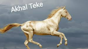 Atunci când omul doarme, globulele roşii din sângele său. Cel Mai Frumos Cal Din Lume Akhal Teke Youtube