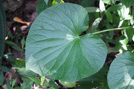 Image result for Piper umbellatum