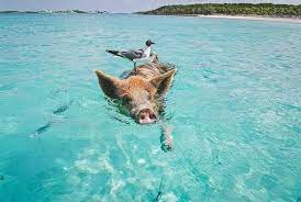 Best Places To Stay In The Bahamas 2021 Best 9 Islands For Couples Families And Kids