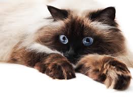 They are amazing cats, they are very smart. Are Himalayan Cats Hypoallergenic Allergy Management For You And Your Kitty The Pets And Love