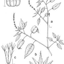 Image result for Acalypha psilostachya