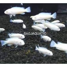 We did not find results for: Ikan Cichlid Snow White Size 2 3cm Ikan Hias Aquarium Shopee Indonesia