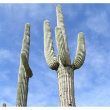 The saguaro is a spiny columnar cactus species in the monotypic genus carnegiea, which. Plants Seeds Bulbs Seeds Giant Saguaro Cactus Carnegia Gigantea Garden Patio Itkart Org