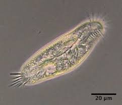 Image result for Physotrichia