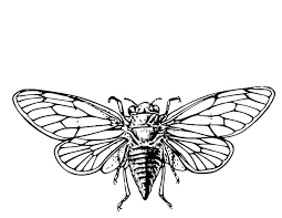 Free, printable coloring pages for adults that are not only fun but extremely relaxing. Drawing Cicada 18438 Animals Printable Coloring Pages