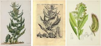 Image result for Aspidoglossum biflorum