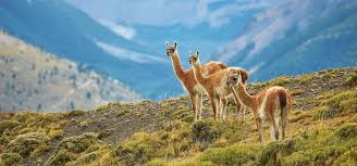 It encompasses a remarkable variety of landscapes, including the driest desert (the atacama) in the world. Chile Argentinien Entdecken Mit Zeit Reisen Reiseprogramm Der Zeit