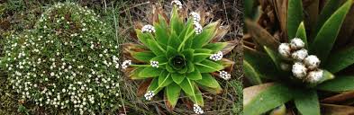 Image result for Eriocaulaceae