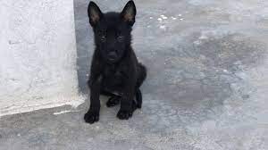Belgian malinois is dog race recognized by its intelligence and agility. Belgian Malinois Jet Black Puppy Youtube