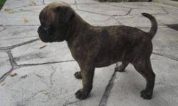 Bugg puppies for sale near me. Bugg Pug X Boston Terrier Puppies For Sale For Sale In Tavistock Ontario Nice Pets Online