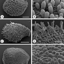 Image result for Impatiens psychadelphoides