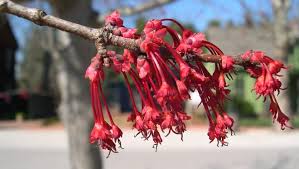 Check spelling or type a new query. Looking For Signs Of Spring With Red Maples In Kentucky Gardens