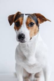 These dogs are sturdy, tenacious, and powerful little dogs, built for work. Suss Und Mutig Jack Russel Terrier Nicht Fur Jeden Halter Geeignet