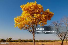 Image result for Handroanthus sp. near impetiginosus