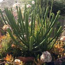 Discover 67 unique and funny cactus puns and plant captions to get more instagram likes and comments! Euphorbia Leucodendron At San Marcos Growers