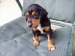 Black And Tan Coonhound Doberman Pinscher Mix Treeing Walker Coonhound Puppy Coonhound Puppy Treeing Walker Coonhound Coonhound