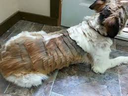Home Grooming Dog Groomers Dog Grooming Tips Dog Grooming