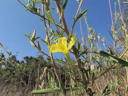 Image result for Onagraceae