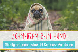 450 likes · 1 talking about this · 4 were here. Schmerzen Beim Hund Richtig Erkennen 14 Schmerz Anzeichen