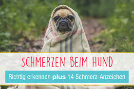 Der körper eines hundes ist grundlegend anders aufgebaut als der von uns starkes hecheln hat aber nicht immer körperliche ursachen, auch die psyche kann dafür in manchen stresssituationen hecheln hunde sogar ohne physischen grund. Schmerzen Beim Hund Richtig Erkennen 14 Schmerz Anzeichen