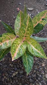 Pin On Greenthumb