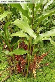 Image result for Renealmia