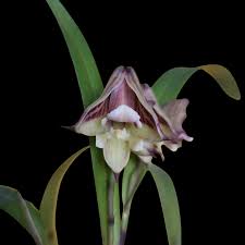 Image result for Polystachya galeata