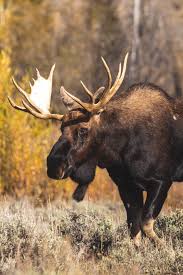 Endicott arm & dawes glacier. Facts About Moose Wildsweden Wildlife Adventures In Sweden
