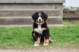 These 43 small dogs will always look like puppies. Bernese Mountain Dog Price What Is Bernese Mountain Dog Cost Bernese Mountain Dog Bernese Mountain Dog Price Mountain Dogs