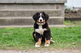 This hybrid blends the clever goofiness of the poodle with the placid loyalty of the bernese. Bernese Mountain Dog Price What Is Bernese Mountain Dog Cost Bernese Mountain Dog Mountain Dogs Bernese Mountain Dog Price