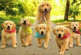 2649 mar lisa cove rd. Tlc Pet Care Dog Walking Services Home Facebook
