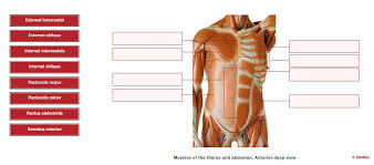 Muscles of the anterior compartment of the forearm. Solved External Intercostal External Oblique Internal Int Chegg Com