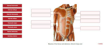 The extrinsic group originate from the torso and attach to the bones of. External Intercostal External Oblique Internal Chegg Com