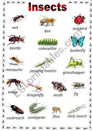Maybe you would like to learn more about one of these? Pin On Troop 697