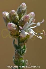 Image result for Cressa cretica