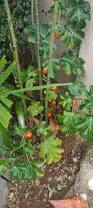 Image result for Solanum capsicoides