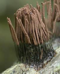 Image result for Stemonitis splendens